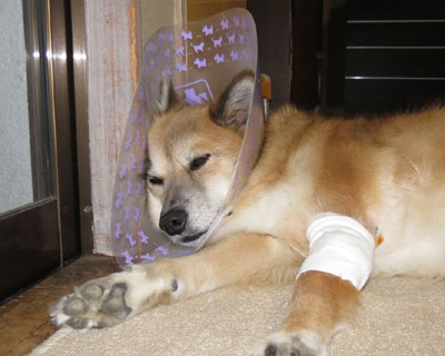 �����ȏ�ɋꂵ������