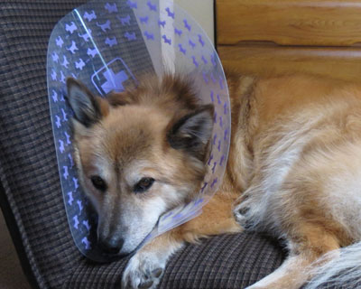 �����̃X�^�C�������