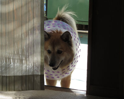 �����ē���Ȃ�