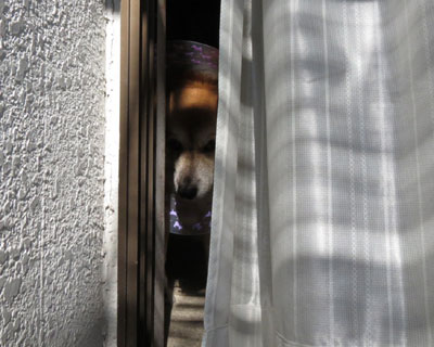 �����ďo���Ȃ�