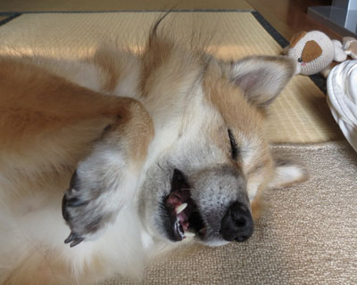 �畆�C�ȏ󌌊ǉߌ����Ă����̂������炵��