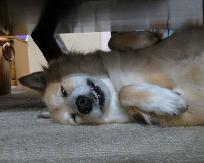 �Ȃ񂩕~���ƃe�[�u������