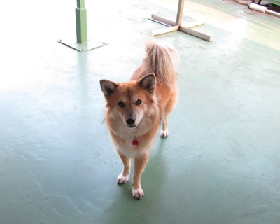 �Ȃɂ����������Ƃ��̊�