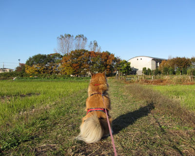 ����ڂ��g�t���