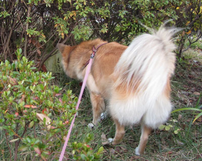 �}�c�L���̑܂��˂��ƌ��ԈႦ�ċ삯�����