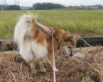 �Ȃ񂩂�����