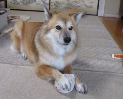 �ӂ�ӂ�n�ł͂��ꂪ��Ԃ��C�ɓ���