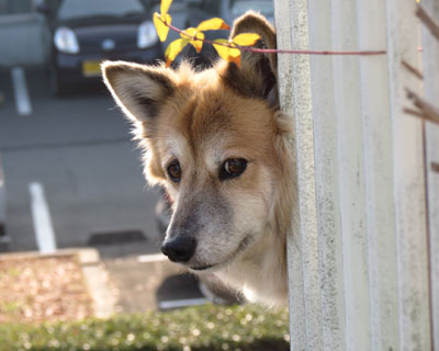 �˂���T��