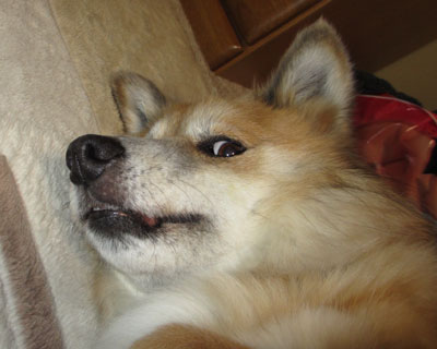 �������Q�����Ă�