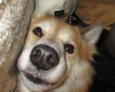 �@�f�J�ƌ������u�^�@