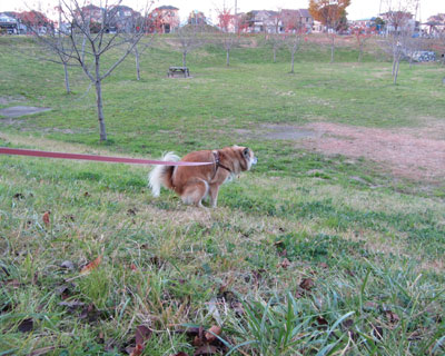 �g�C���͍L����������