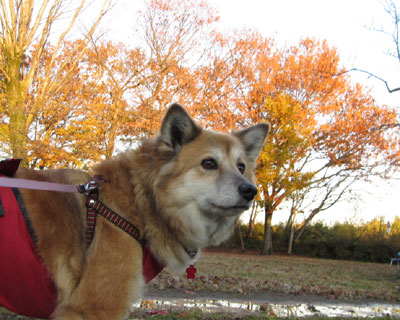 �g�t���I��肾�˂�