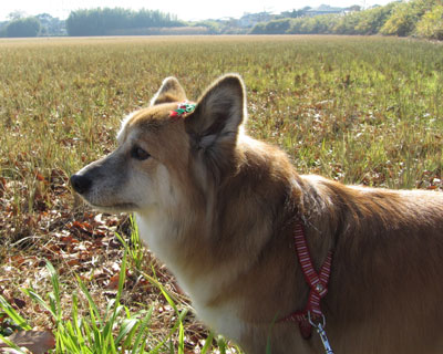 �v���̋Z�ŗ֊s���X�b�L��