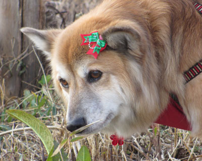 ���{�����N���X�}�X