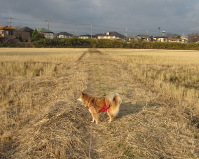 �������V�C����