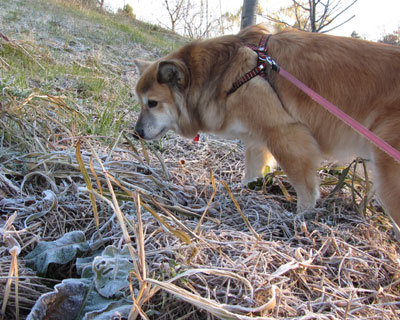 �������ꂢ�����ǁA�Ⴊ������