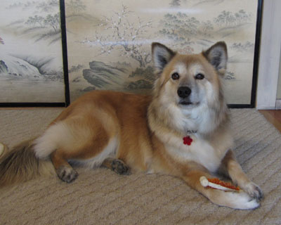 ���̕Ԃ�������������