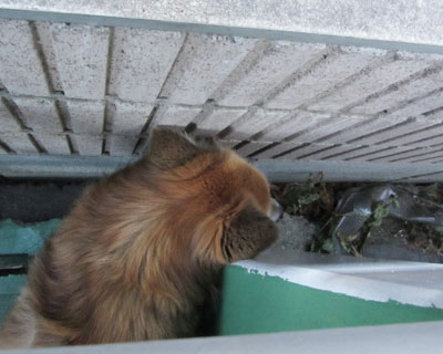 ���̌��Ԃɂ͂Ƃ��ǂ��˂�������