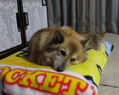 ���Ȏp���ŐQ��