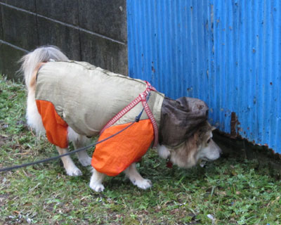 �J�ł��˂��͒T��