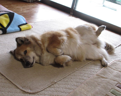 �Ȃł���Ƃ��͂��̎p����