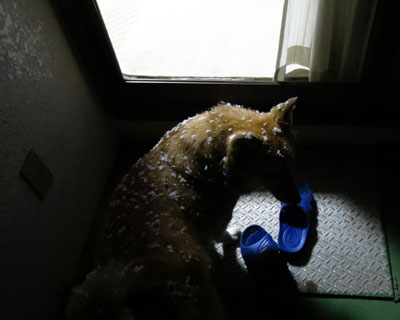 ��B�e�ɂ��Ă������O�����̂ŋA�肽��