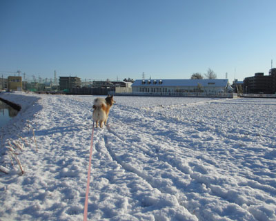 �A�C�X�o�[���Ɍ��C��������