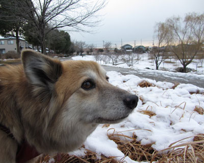 �[���͓��A�����_�炩�Ⴊ�c���Ă�