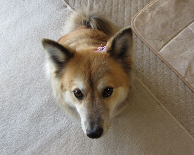 �V�����v�[�����Ă�����̂ł�����悱���Ȃ���