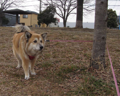 �܂��߂܂���