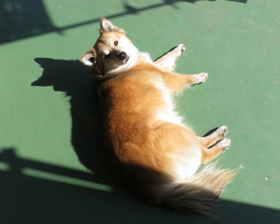 �������Ȃ��J����������