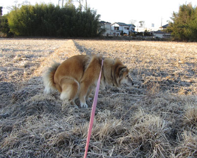 ���Ő^����