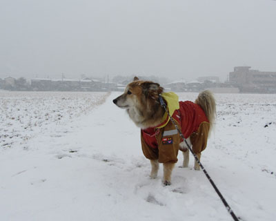 ���������Ⴞ����