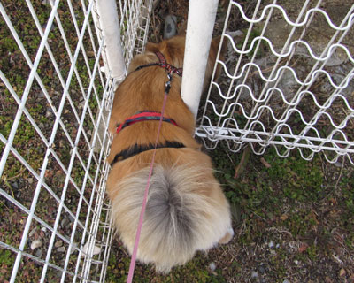 �˂������邩��