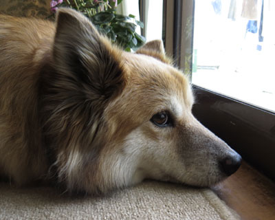 �V�����J�����̃j�I�C������