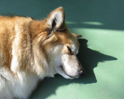 ���Ӗ��Ȏʐ^��������