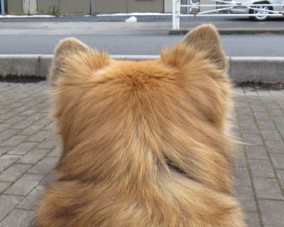 ���W�܂͔��˂��Ɏ��Ă�