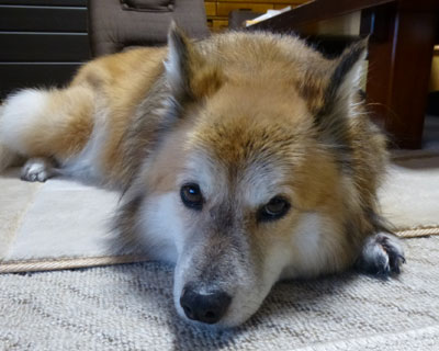 ���H�P�T�ԂŎ��������́H