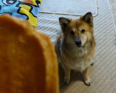 �������̃T�T�~�̊������悱���Ȃ���