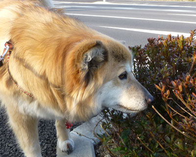 ���}�P�{�����낻���ɂ��Ȃ�