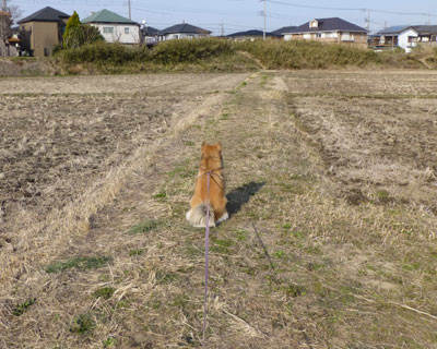 ���̓y��͂˂��|�C���g