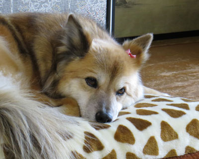 ����Ă�������