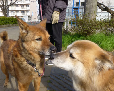 �V�j�A���Ԃƒn���Ɉ��A