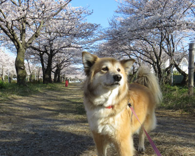 �������舫��