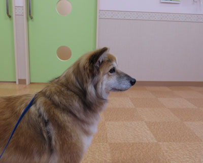 �V�����a�@�ɍs���Ă݂�