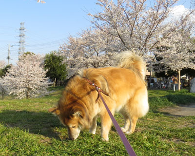 ���J�����ǋ����͂Ȃ�