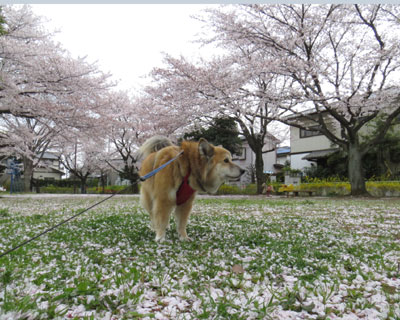 �����������邤���ɎU���Ă���