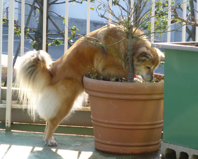 �����͒���I�ɐH�ׂĂ���