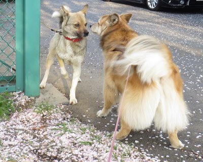 ������܂񂴂�ł��Ȃ�