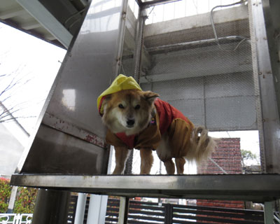 �������\��